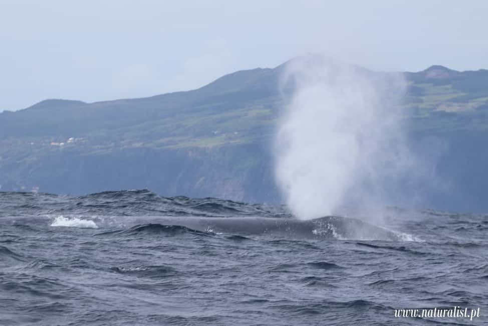 image n.9 of Horta: Whale and Dolphin Watching Expedition activity in Horta, uploaded by supplier