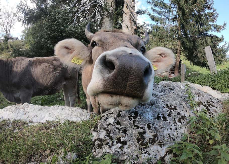 imagen n.º 6 de Lucerna: tour por el campo en grupo reducido con degustación de quesos actividad en Lucerna, subida por el proveedor