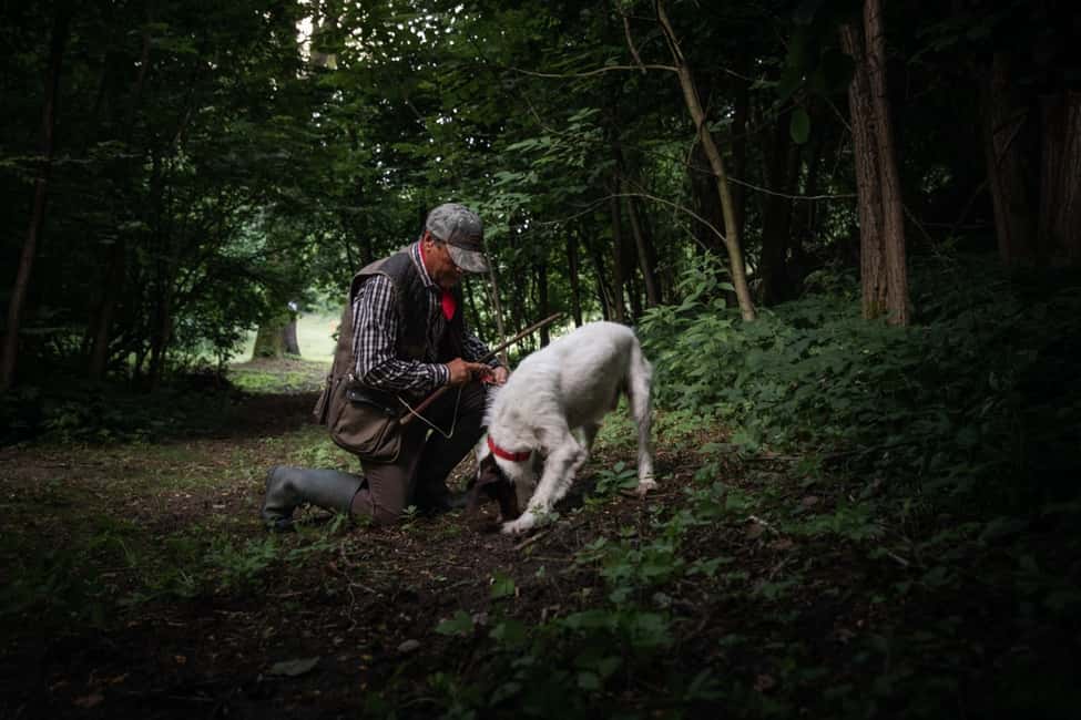 billede nr.1 af aktiviteten Piemonte: Privat trøffeljagt tur med trøffelsmagning i Calamandrana, uploadet af udbyder