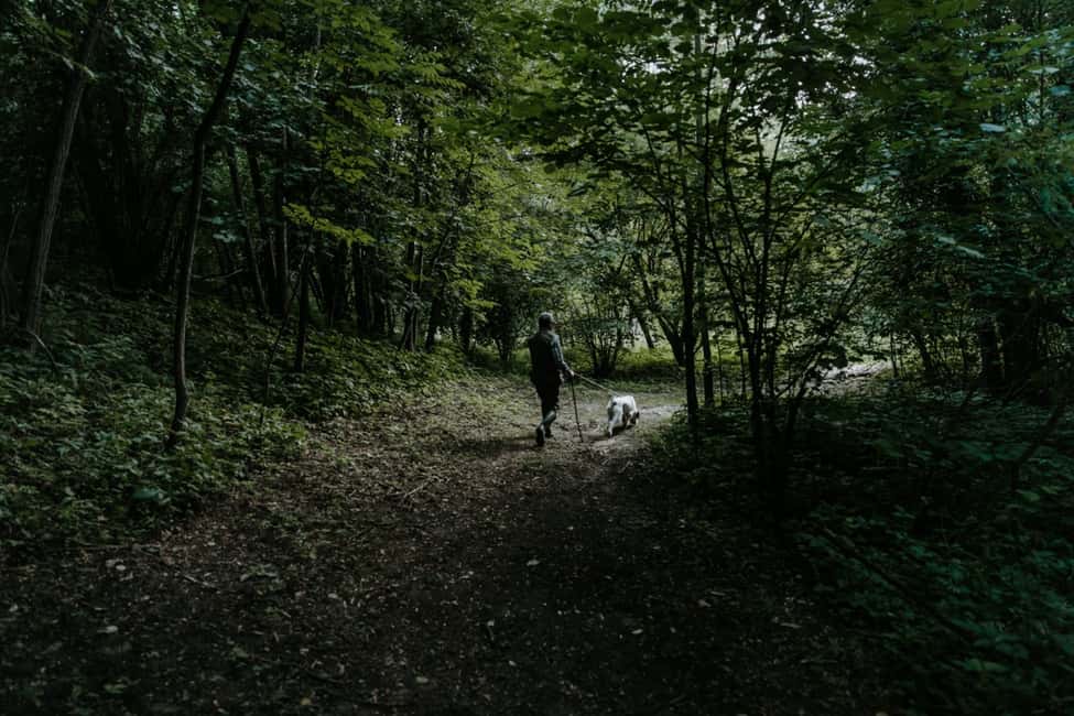 billede nr.10 af aktiviteten Piemonte: Privat trøffeljagt tur med trøffelsmagning i Calamandrana, uploadet af udbyder