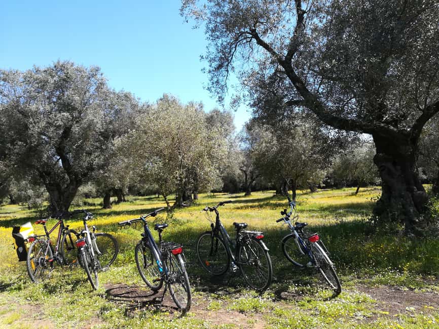 Immagine nº 3 di Lecce: Noleggio Bici (City, Trekking, E-Bike) attività a Lecce, caricata dal fornitore