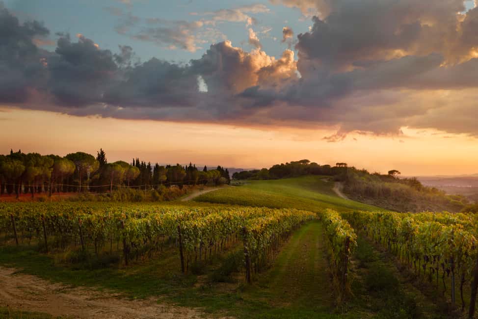 image n.2 of Chianti Colli Fiorentini Winery Tour 18km from Florence activity in Florence, uploaded by supplier