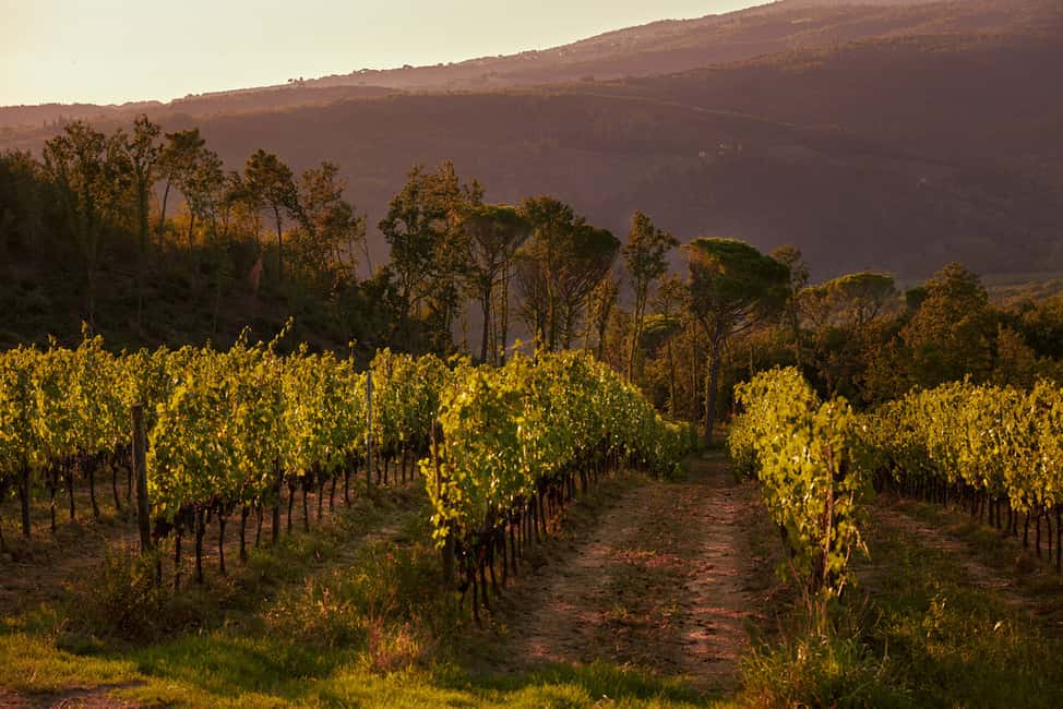 image n.3 of Chianti Colli Fiorentini Winery Tour 18km from Florence activity in Florence, uploaded by supplier
