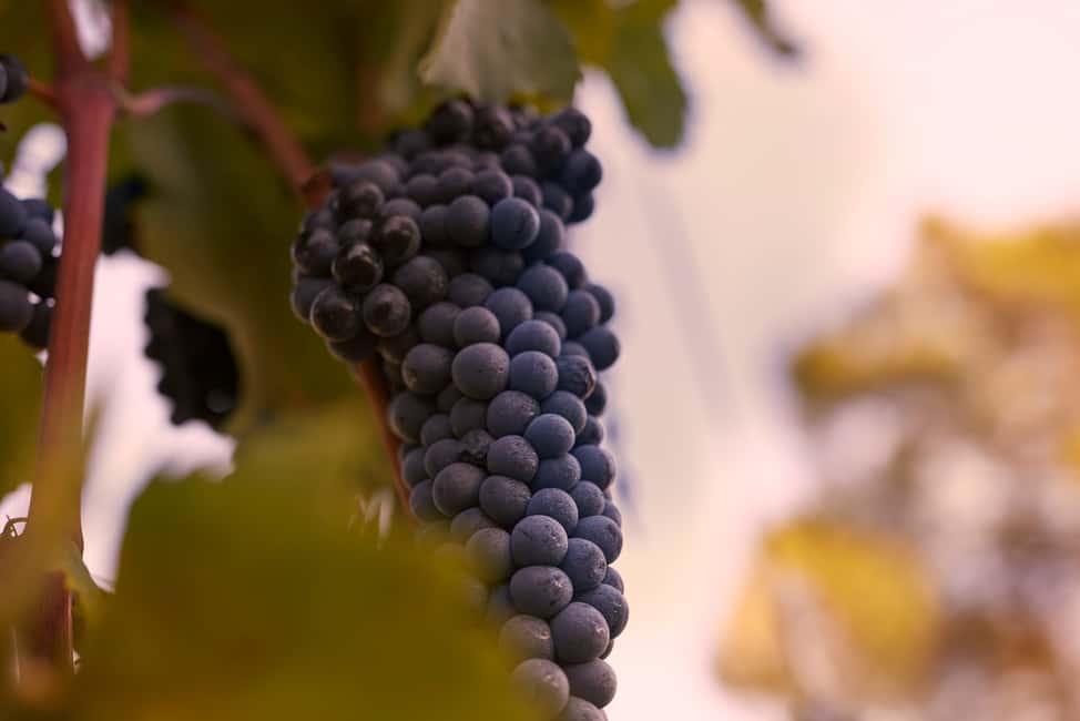 image n.4 of Chianti Colli Fiorentini Winery Tour 18km from Florence activity in Florence, uploaded by supplier