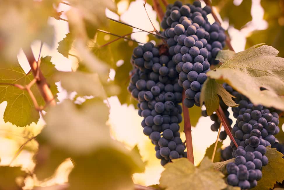 image n.5 of Chianti Colli Fiorentini Winery Tour 18km from Florence activity in Florence, uploaded by supplier