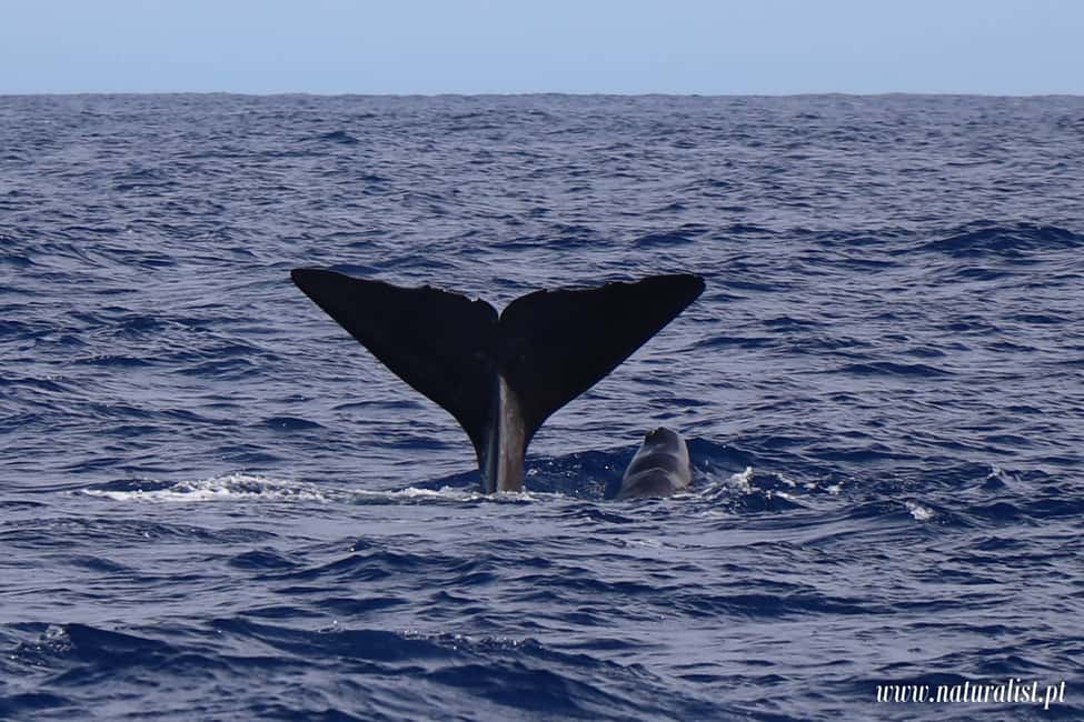 image n.10 of Horta: Whale and Dolphin Watching Expedition activity in Horta, uploaded by supplier