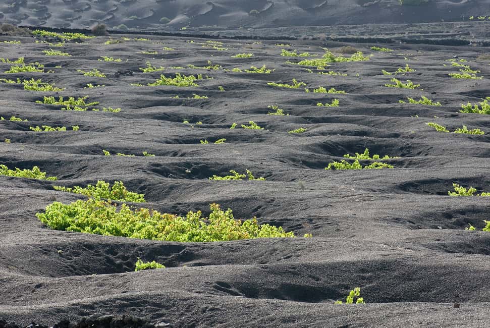 image n.8 of Lanzarote: Vineyard Tour with Wine and Chocolate Tasting activity in Canary Islands, uploaded by supplier