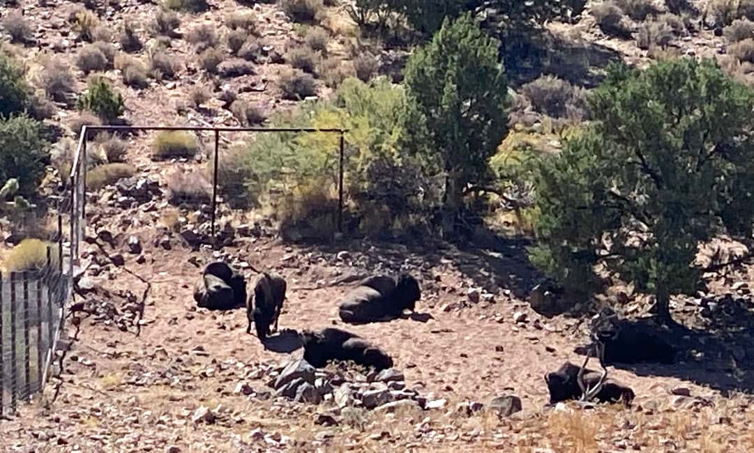 image n.19 of Horseback Ride thru Joshua Tree Forest with Buffalo & Lunch activity in Arizona, uploaded by supplier