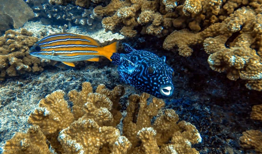 image n.5 of Cabo Pulmo Snorkeling activity in Baja California Sur, uploaded by supplier