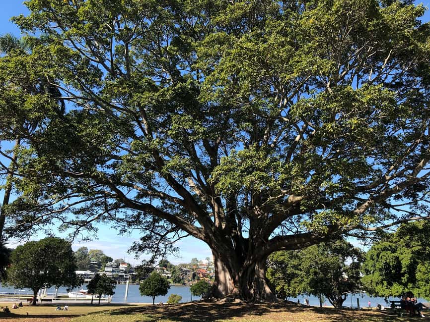 image n.5 of Lone Pine and Brisbane City Highlights activity in Brisbane, uploaded by supplier