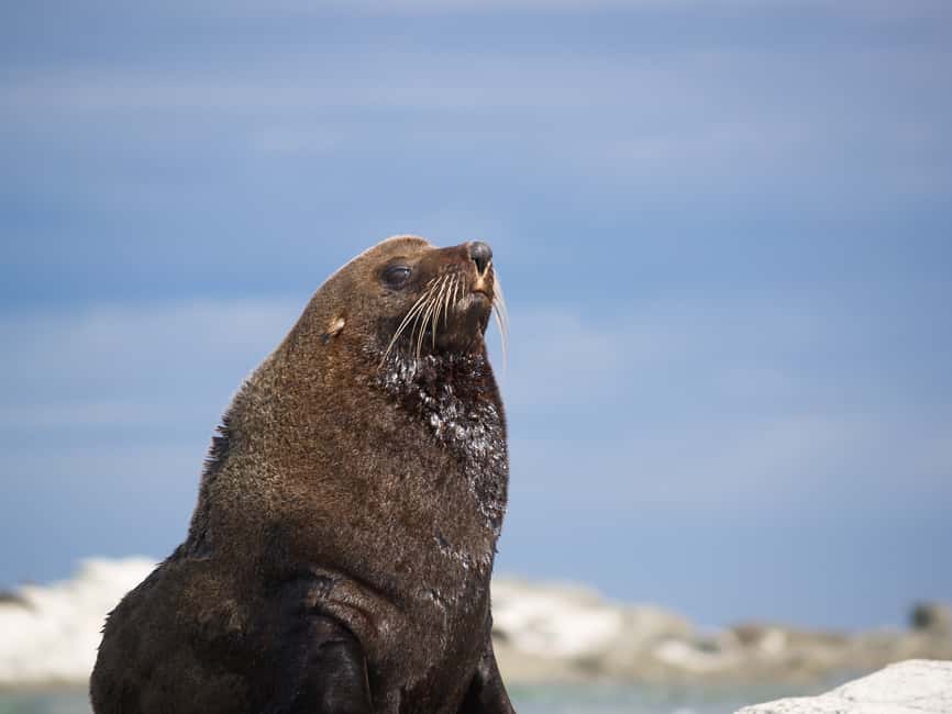 image n.4 of Kaikoura: Guided Family Kayaking Adventure activity in Kaikoura, uploaded by supplier