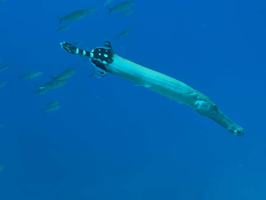 image n.4 of Tenerife : Diving License in one day activity in Santa Cruz de Tenerife, uploaded by supplier