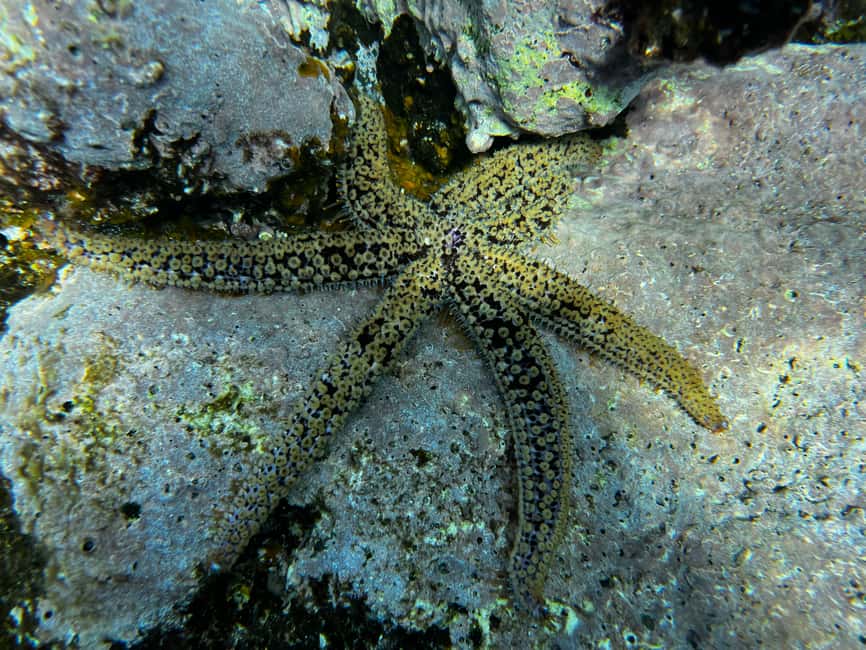 image n.10 of Tenerife : Diving License in one day activity in Santa Cruz de Tenerife, uploaded by supplier