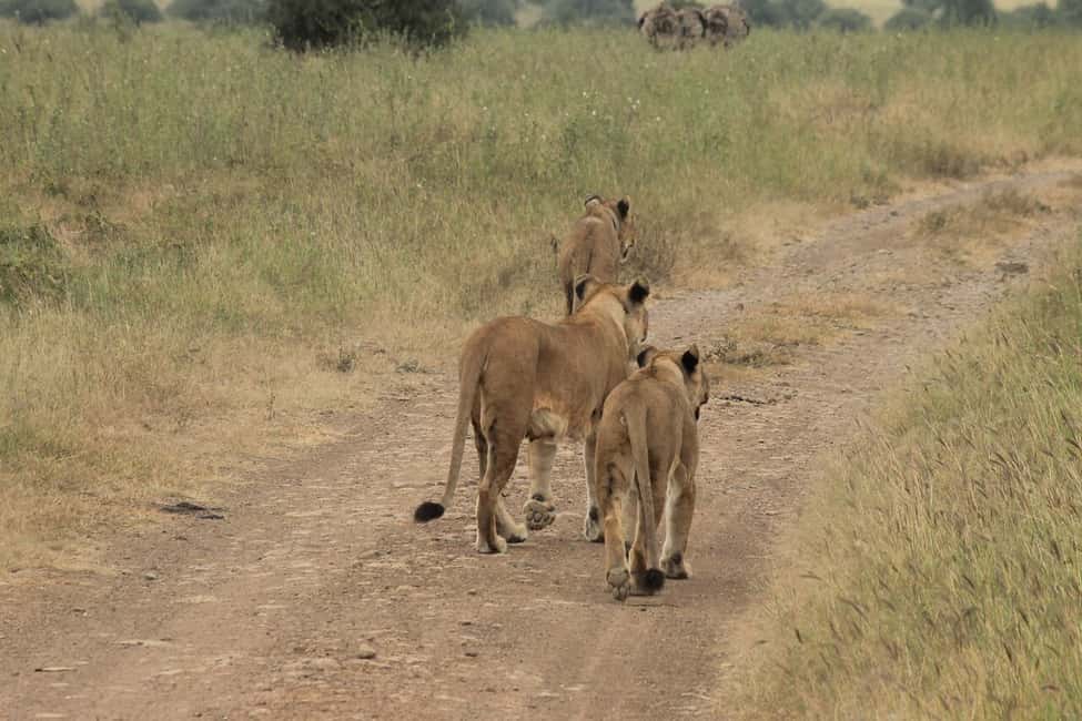 imagen n.º 4 de Nairobi: Parque Nacional, Orfanato de Elefantes y Centro de Jirafas actividad en Nairobi, subida por el proveedor