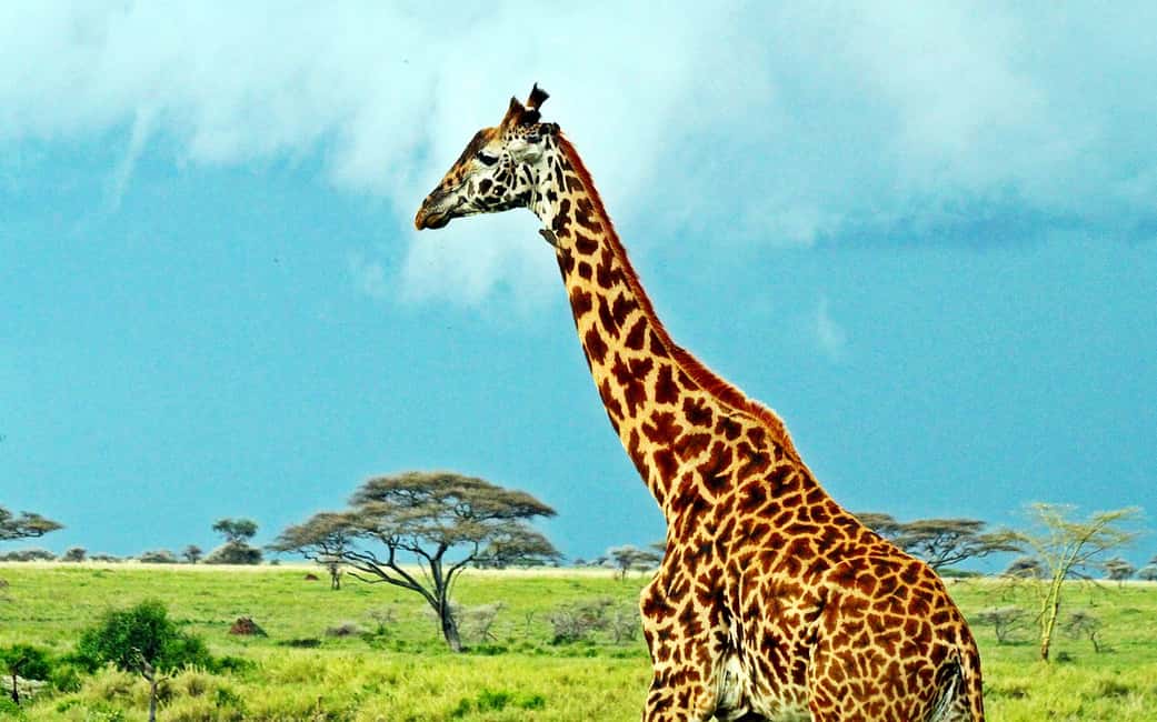 imagen n.º 5 de Nairobi: Parque Nacional, Orfanato de Elefantes y Centro de Jirafas actividad en Nairobi, subida por el proveedor