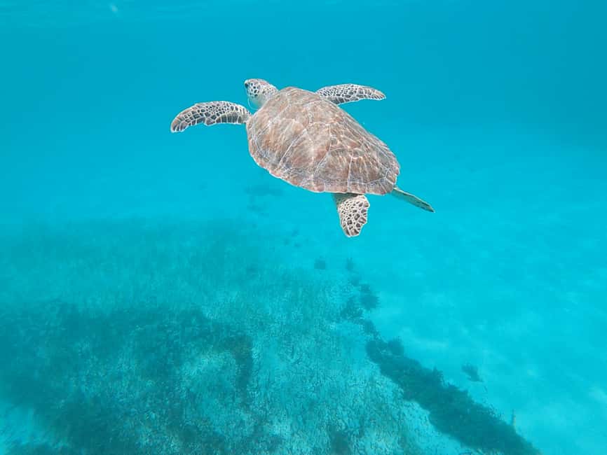 image n.3 of St Maarten: Lunch and Sailing to Tintamarre and Little Bay activity in St Martin, uploaded by supplier