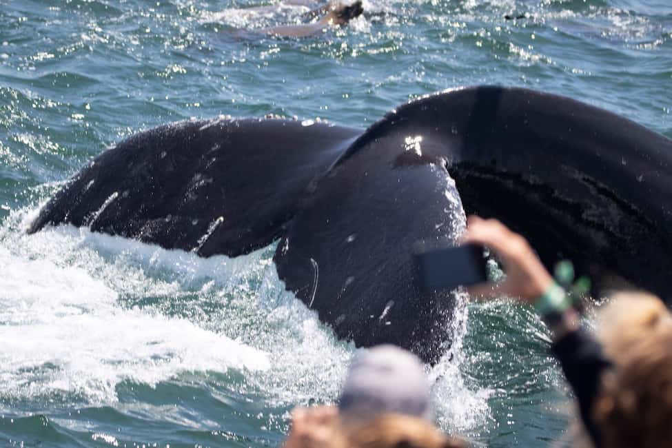 Bild Nr. 5 von Monterey: Walbeobachtungstour mit einem Meeresführer Aktivität in Kalifornien, hochgeladen vom Anbieter