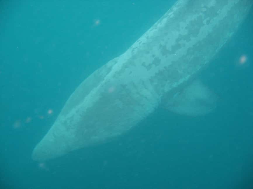 imagem n.8 de County Cork: passeio de barco para observação de baleias e golfinhos atividade em Connacht, carregada pelo fornecedor