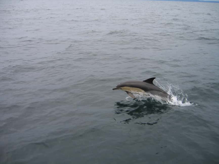 imagem n.11 de County Cork: passeio de barco para observação de baleias e golfinhos atividade em Connacht, carregada pelo fornecedor