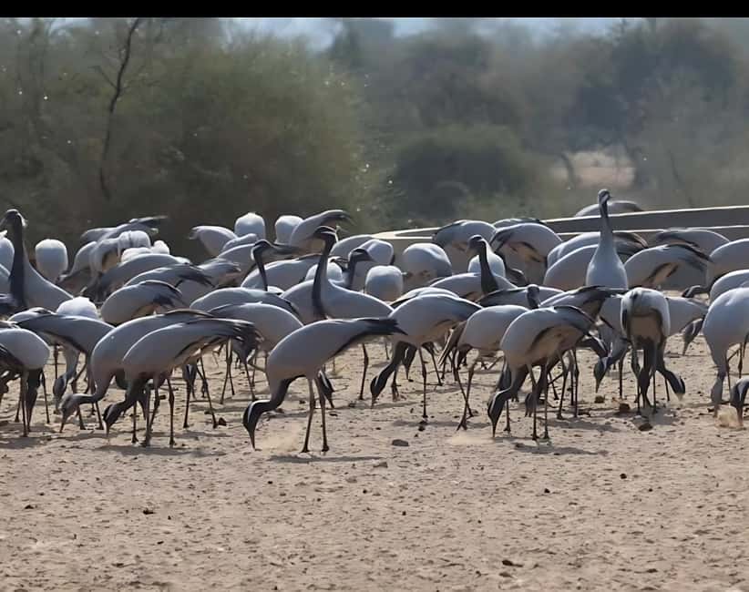 image n.17 of Bishnoi Village :Safari tour activity in Jodhpur, uploaded by supplier