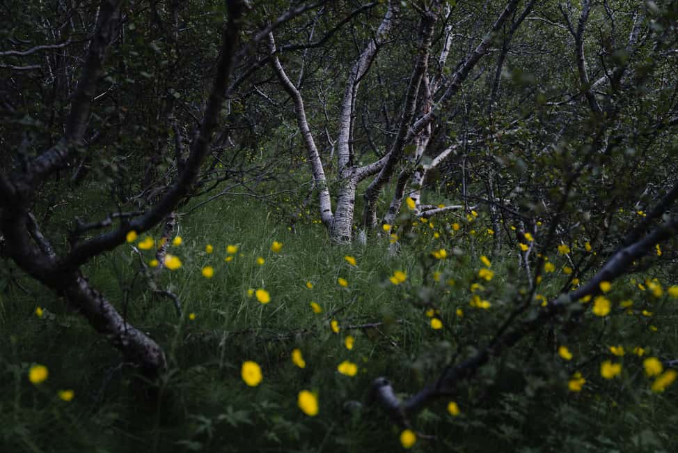 image n.8 of Hvolsvöllur: Private Thorsmork Guided Day Hike by Super Jeep activity in Reykjavik, uploaded by supplier