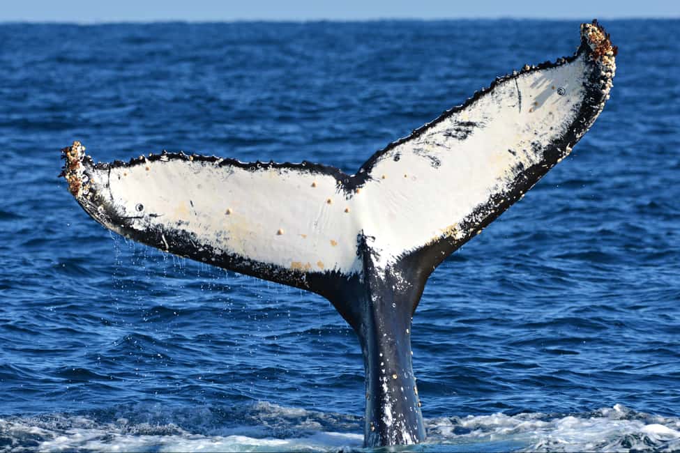 image n.6 of From Fremantle: 2-Hour Luxury Whale-Watching Cruise activity in Fremantle, uploaded by supplier