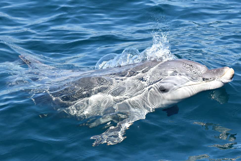 image n.7 of From Fremantle: 2-Hour Luxury Whale-Watching Cruise activity in Fremantle, uploaded by supplier