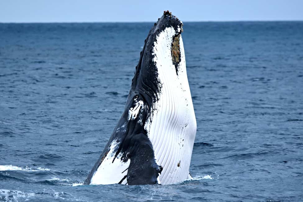 image n.1 of From Fremantle: 2-Hour Luxury Whale-Watching Cruise activity in Fremantle, uploaded by supplier