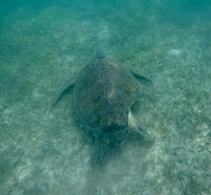 afbeelding n.19 van Akumal: Snorkelen met zeeschildpadden en koralen activiteit in Akumal, geüpload door aanbieder