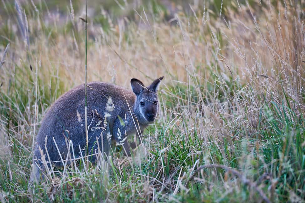 image n.5 of Apollo Bay: Dusk Discovery Great Ocean Road Wildlife Tour activity in Apollo Bay, uploaded by supplier