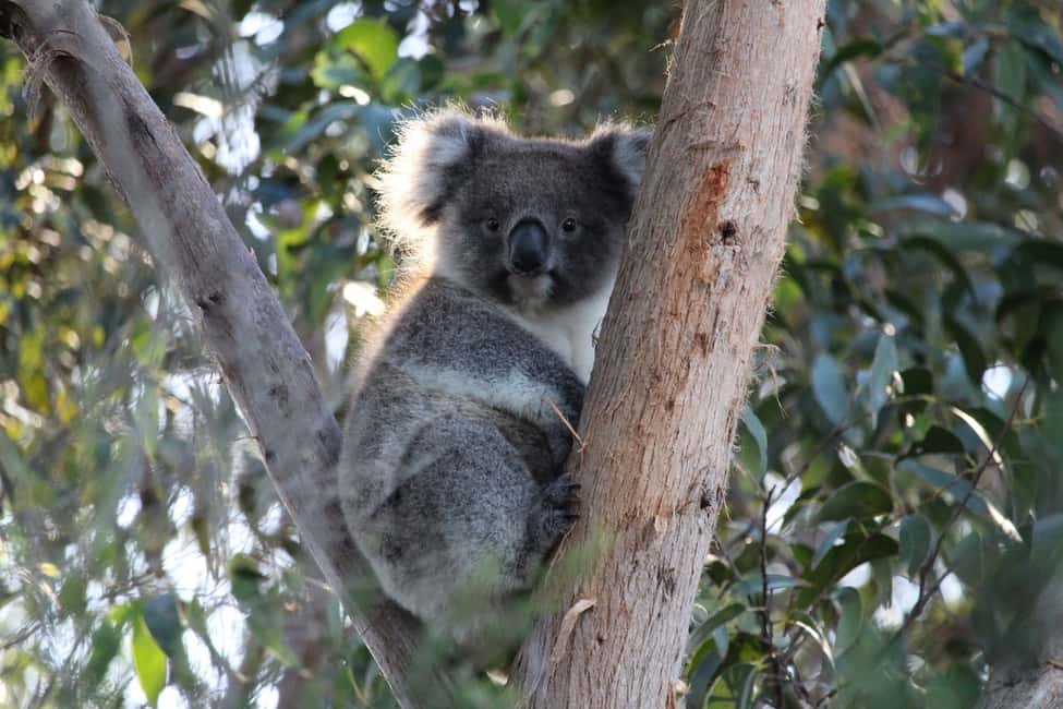 image n.1 of Apollo Bay: Dusk Discovery Great Ocean Road Wildlife Tour activity in Apollo Bay, uploaded by supplier