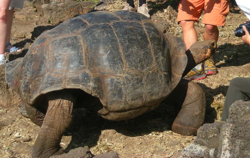 image n.18 of San Cristóbal: 6-Day 4 Galápagos Islands Adventure Tour activity in Puerto Ayora, uploaded by supplier