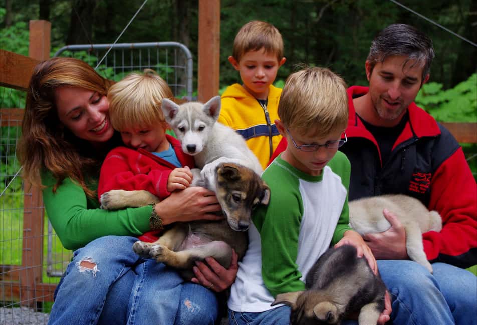 image n.2 of Seward: Summer Dog Sled Ride and Seavey Estate Tour activity in Bear Creek, Kenai Peninsula, uploaded by supplier
