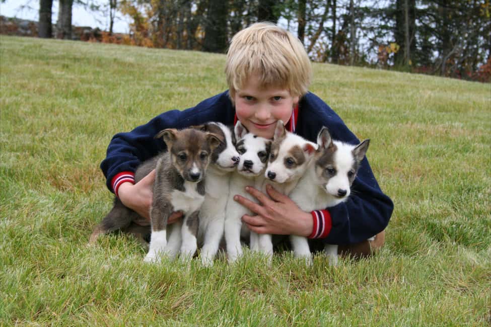 image n.4 of Seward: Summer Dog Sled Ride and Seavey Estate Tour activity in Bear Creek, Kenai Peninsula, uploaded by supplier