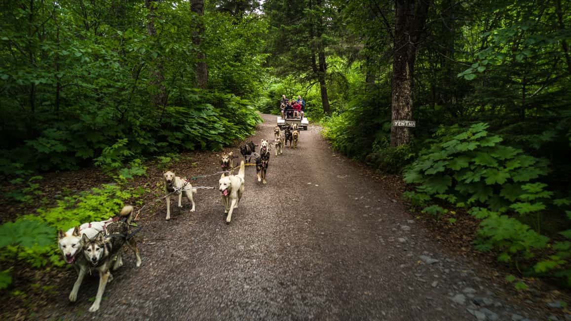 image n.6 of Seward: Summer Dog Sled Ride and Seavey Estate Tour activity in Bear Creek, Kenai Peninsula, uploaded by supplier