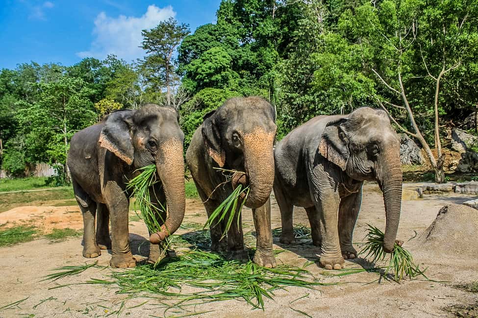 afbeelding n.2 van Krabi: Ao Nang Elephant Sanctuary halfdaagse tour activiteit in Ao Nang, geüpload door aanbieder