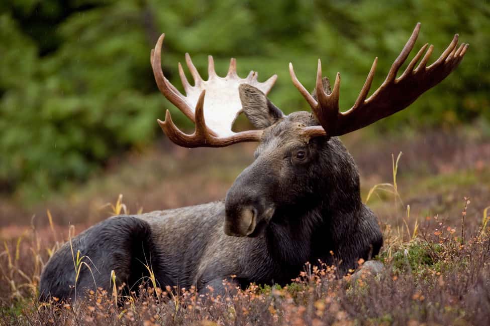 image n.14 of Anchorage: Kenai Fjords & Denali National Park 5 Day Tour activity in Anchorage, uploaded by supplier