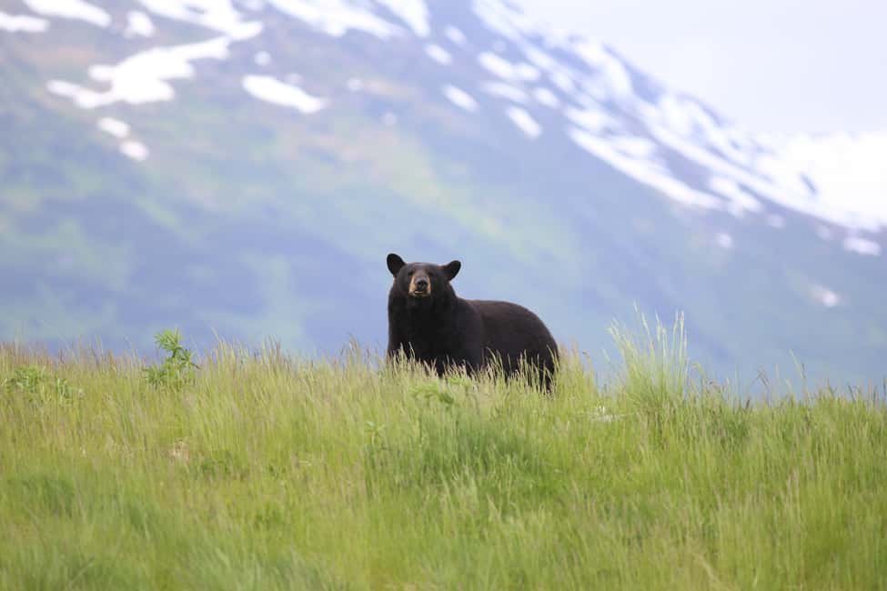 image n.6 of Anchorage: Kenai Fjords & Denali National Park 5 Day Tour activity in Anchorage, uploaded by supplier