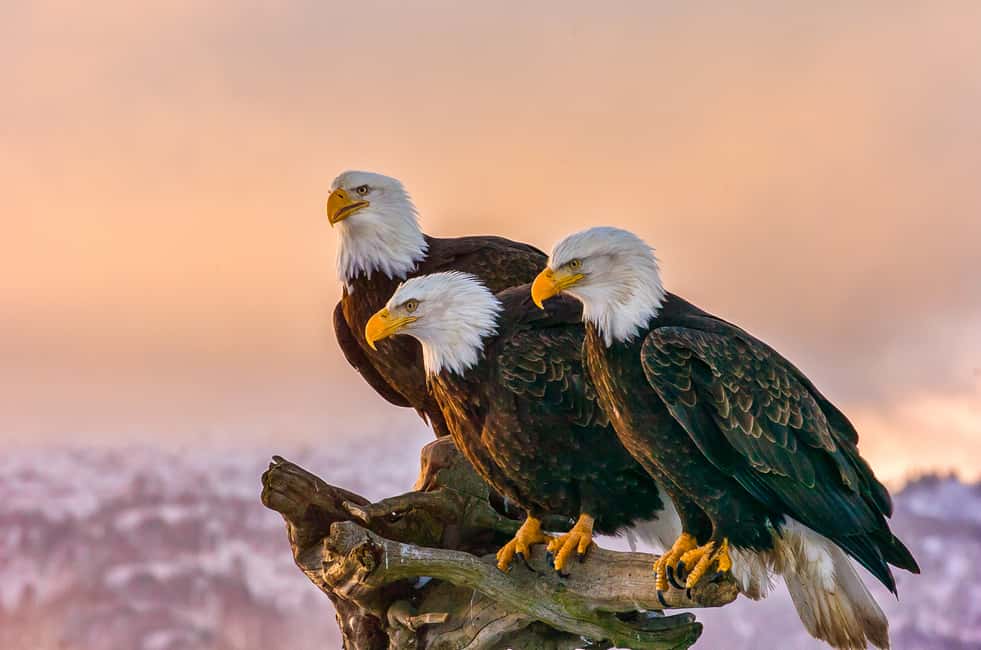 image n.10 of Anchorage: Kenai Fjords & Denali National Park 5 Day Tour activity in Anchorage, uploaded by supplier
