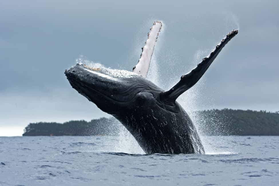 image n.9 of Anchorage: Kenai Fjords & Denali National Park 5 Day Tour activity in Anchorage, uploaded by supplier