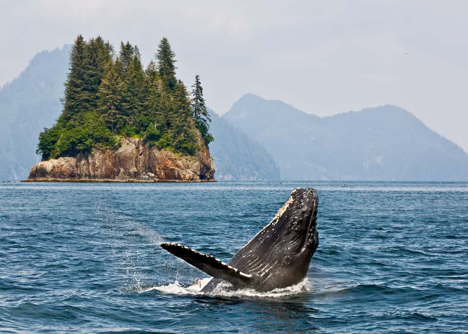 image n.3 of Anchorage: Kenai Fjords & Denali National Park 5 Day Tour activity in Anchorage, uploaded by supplier