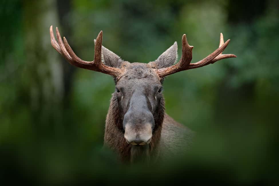 image n.13 of Anchorage: Kenai Fjords & Denali National Park 5 Day Tour activity in Anchorage, uploaded by supplier