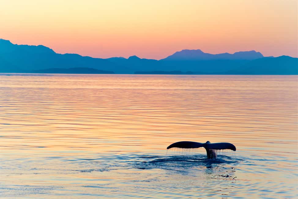 image n.16 of Anchorage: Kenai Fjords & Denali National Park 5 Day Tour activity in Anchorage, uploaded by supplier