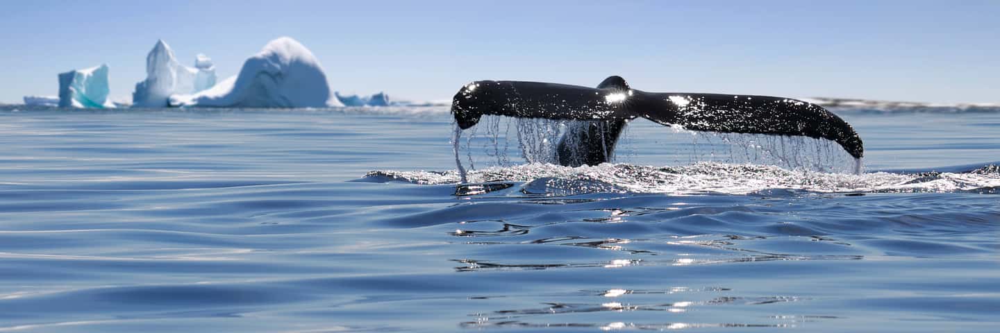 image n.17 of Anchorage: Kenai Fjords & Denali National Park 5 Day Tour activity in Anchorage, uploaded by supplier