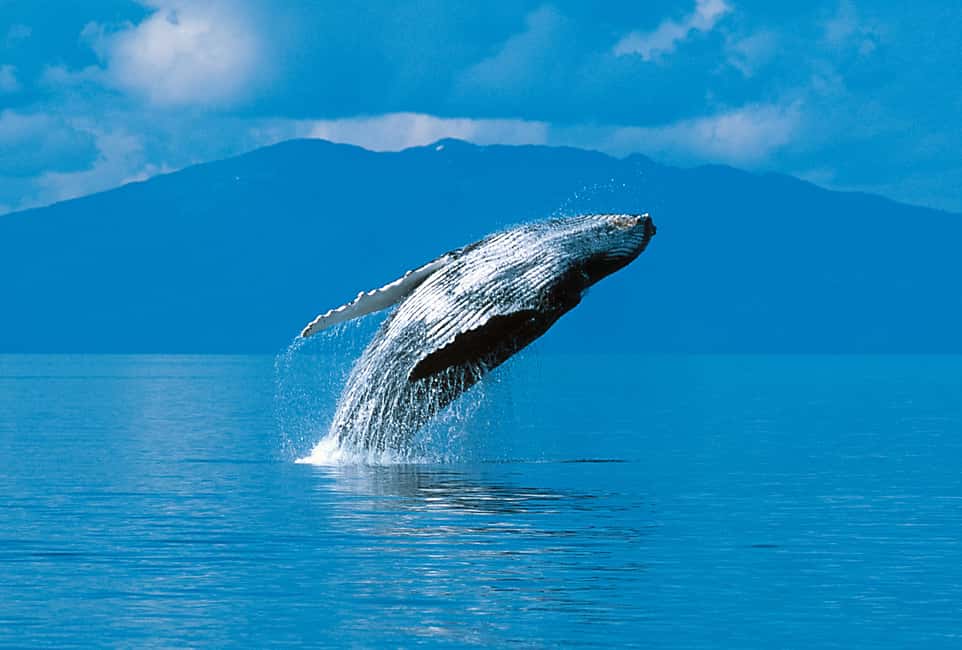 image n.20 of Anchorage: Kenai Fjords & Denali National Park 5 Day Tour activity in Anchorage, uploaded by supplier