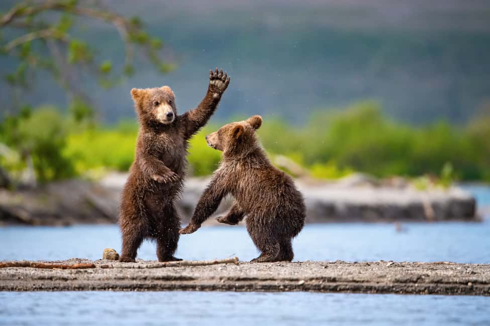 image n.21 of Anchorage: Kenai Fjords & Denali National Park 5 Day Tour activity in Anchorage, uploaded by supplier