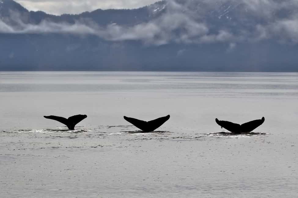image n.23 of Anchorage: Kenai Fjords & Denali National Park 5 Day Tour activity in Anchorage, uploaded by supplier