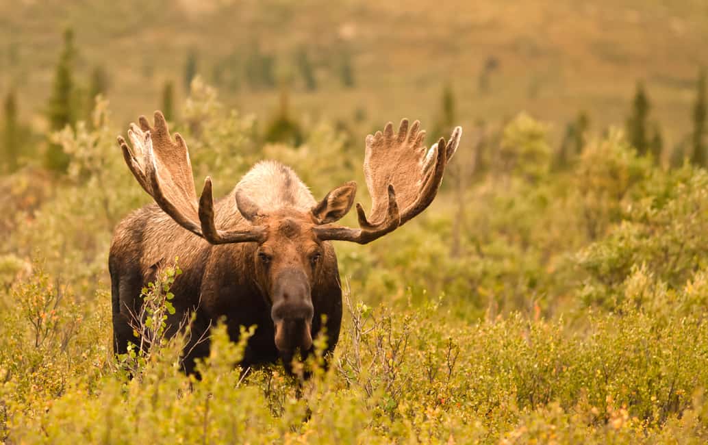 image n.25 of Anchorage: Kenai Fjords & Denali National Park 5 Day Tour activity in Anchorage, uploaded by supplier