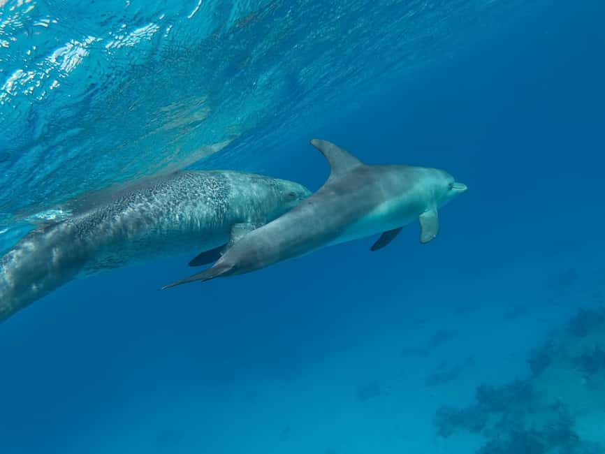 image n.21 of Hurghada: Luxury Cruise Trip to Orange Bay with Lunch activity in Red Sea Governorate, uploaded by supplier