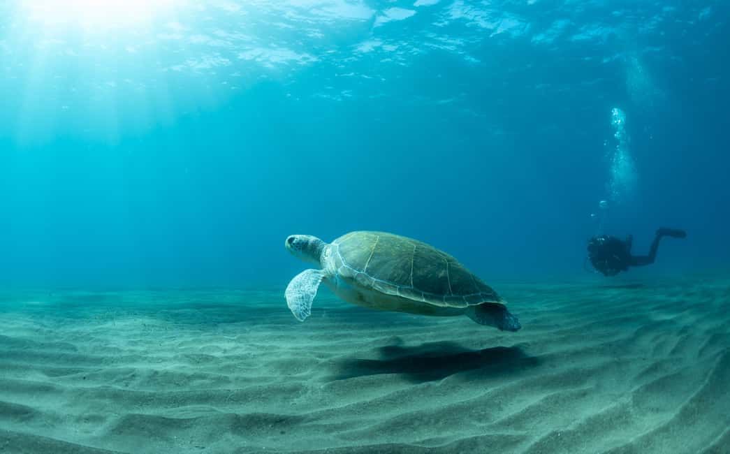 image n.3 of Tenerife: Scuba Diving Lesson and Abades Protected Area Dive activity in Arico, uploaded by supplier